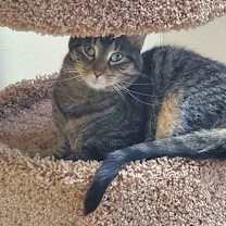 Thumbnail photo of Tigger *Bonded to Bear and Pea #1