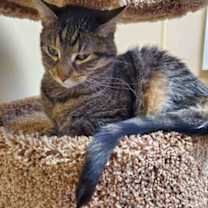 Thumbnail photo of Tigger *Bonded to Bear and Pea #3