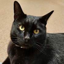 Thumbnail photo of Mike - AVAILABLE #1