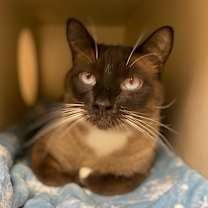 Thumbnail photo of Ozzie - AVAILABLE #3