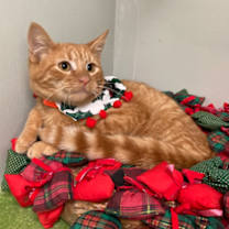 Thumbnail photo of Odie #3