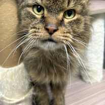 Thumbnail photo of Turkey #2