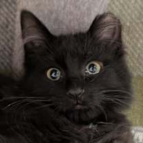 Thumbnail photo of Mr. Boo #1