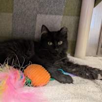 Thumbnail photo of Mr. Boo #2