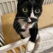 Thumbnail photo of Sweet P #1