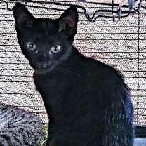 Thumbnail photo of Tootsie Roll #4