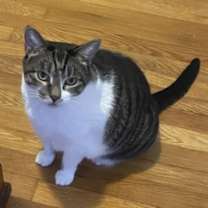 Thumbnail photo of Caramelo #1