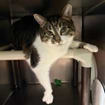 Thumbnail photo of Caramelo #3