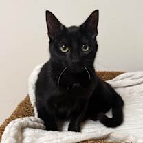 Thumbnail photo of Stitch #3