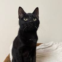 Thumbnail photo of Stitch #4