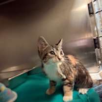 Thumbnail photo of Gravy 9911 #2