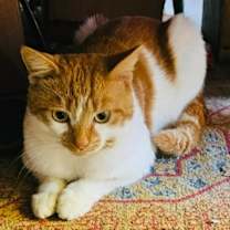 Thumbnail photo of Roger C25-348 #1