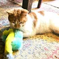 Thumbnail photo of Roger C25-348 #2