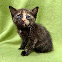 Thumbnail photo of Perpetua #1