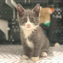 Thumbnail photo of Arabella #1