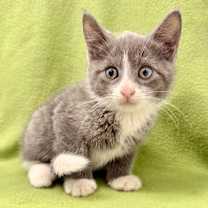 Thumbnail photo of Arabella #2