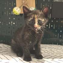 Thumbnail photo of Perpetua #2