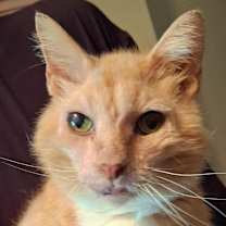 Thumbnail photo of Sweetpea #1