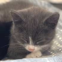 Thumbnail photo of Arabella #3