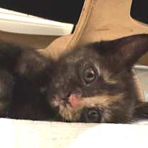 Thumbnail photo of Perpetua #3