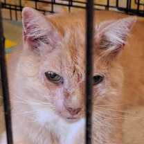 Thumbnail photo of Sweetpea #2