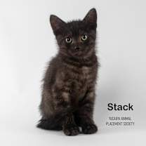 Thumbnail photo of Stack #2