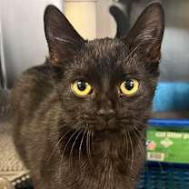 Thumbnail photo of Jinglebee #1