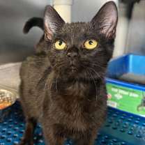 Thumbnail photo of Jinglebee #2