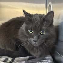 Thumbnail photo of Shuffle #1