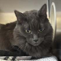 Thumbnail photo of Shuffle #2