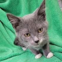 Thumbnail photo of Twix #1