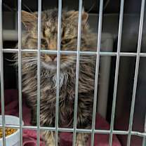 Thumbnail photo of Leo - At shelter #2