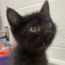 Thumbnail photo of Baba #3