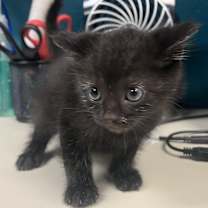 Thumbnail photo of Baba #4