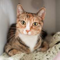 Thumbnail photo of Wova #1