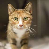 Thumbnail photo of Wova #2