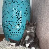 Thumbnail photo of Rocky Balboa #1