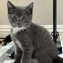 Thumbnail photo of Rocky Balboa #2