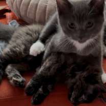 Thumbnail photo of Rocky Balboa #4