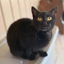 Thumbnail photo of Tala #1