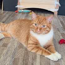 Thumbnail photo of Butternut #1