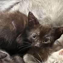 Thumbnail photo of Tala #3