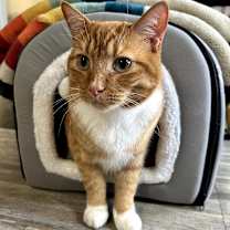 Thumbnail photo of Butternut #4