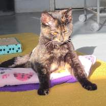 Thumbnail photo of Willow #1