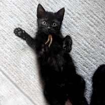 Thumbnail photo of Kupcakes and Rainbows 30 #1