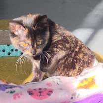 Thumbnail photo of Willow #2