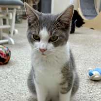 Thumbnail photo of LMC #2 (Admiral) #1