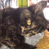 Thumbnail photo of Willow #3