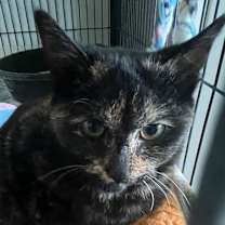 Thumbnail photo of Willow #4