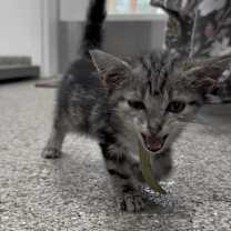 Thumbnail photo of Glory #3